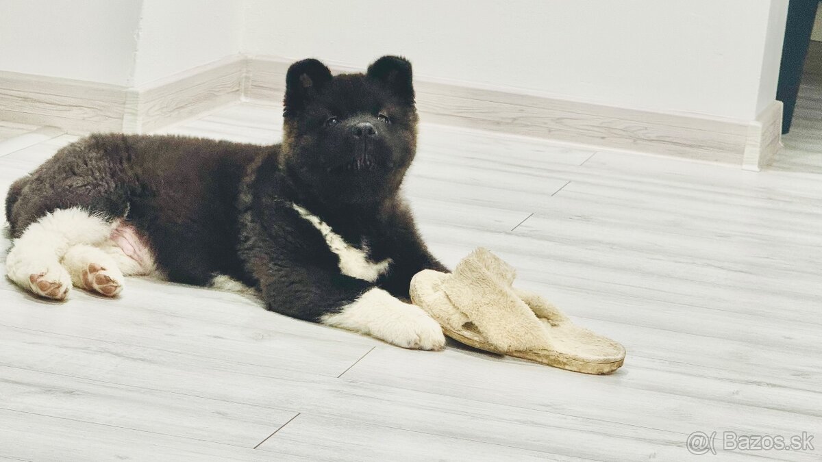 Šteniatka Americká Akita - 9