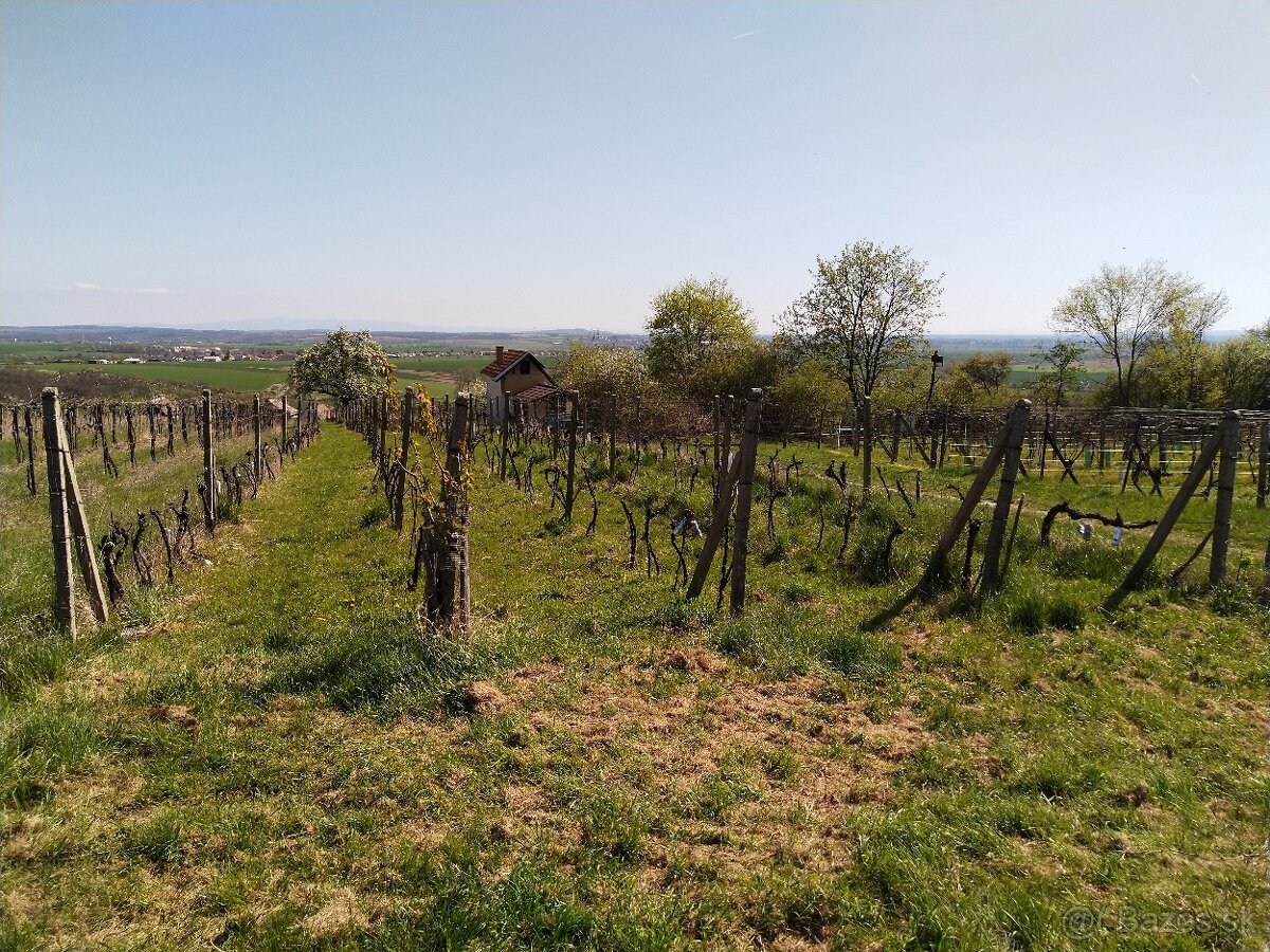 Pozemok - Vinice Čajkov - Sádovské - 9