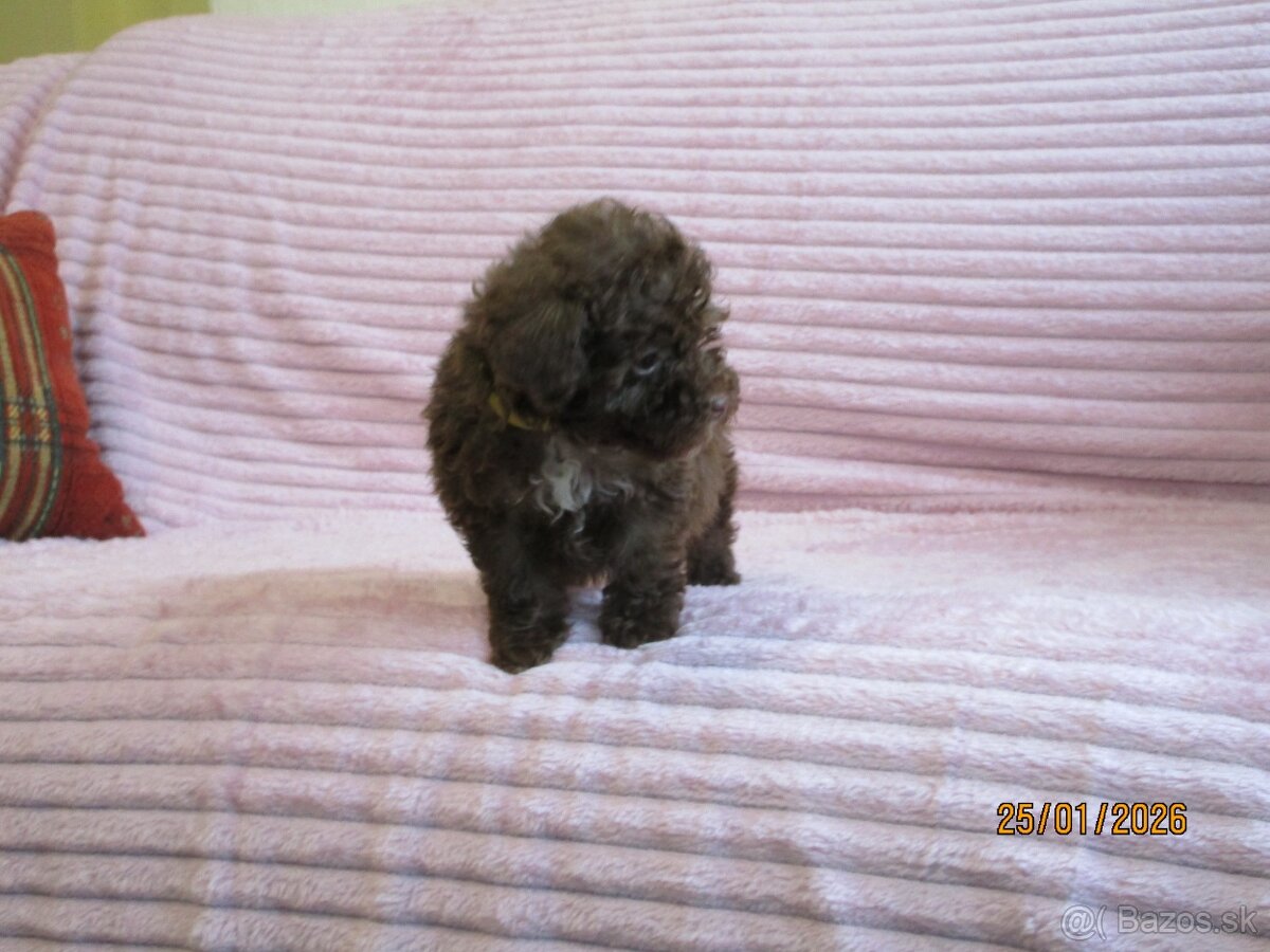 Pudel toy čokoláda - 9