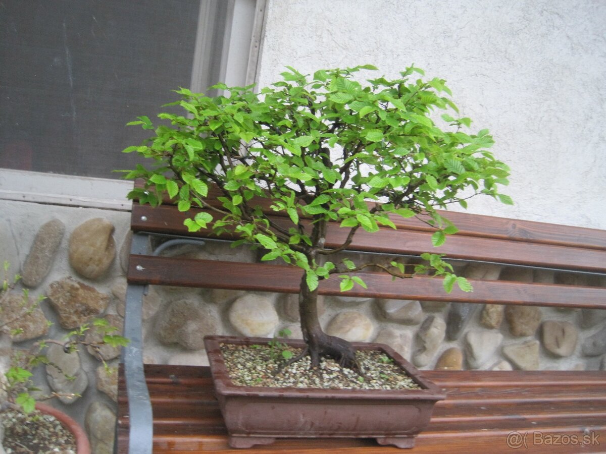 bonsai,bonsaj-hrab 11 - 9