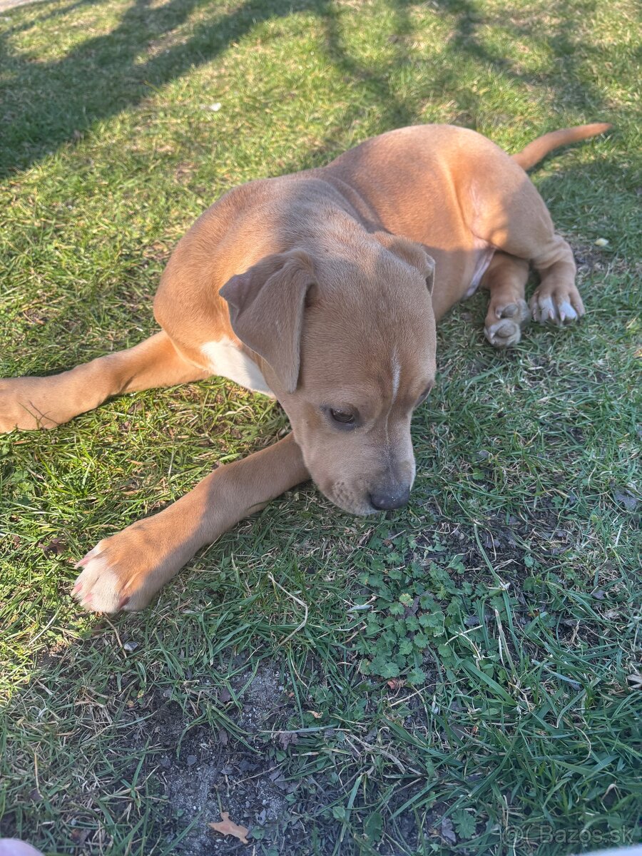 Americký stafordsirsky terier, Stafford, amstaf - 9