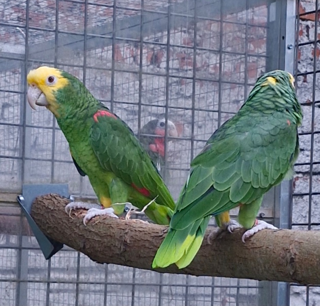 Amazoňan oratrix - 9