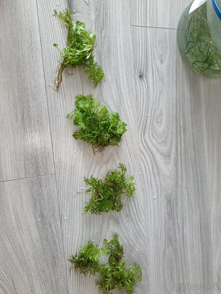 Akvarijné rastliny - 9