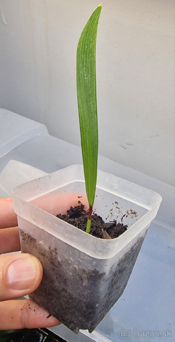 Sadenice mrazuvzdornej palmy Trachycarpus fortunei - 9