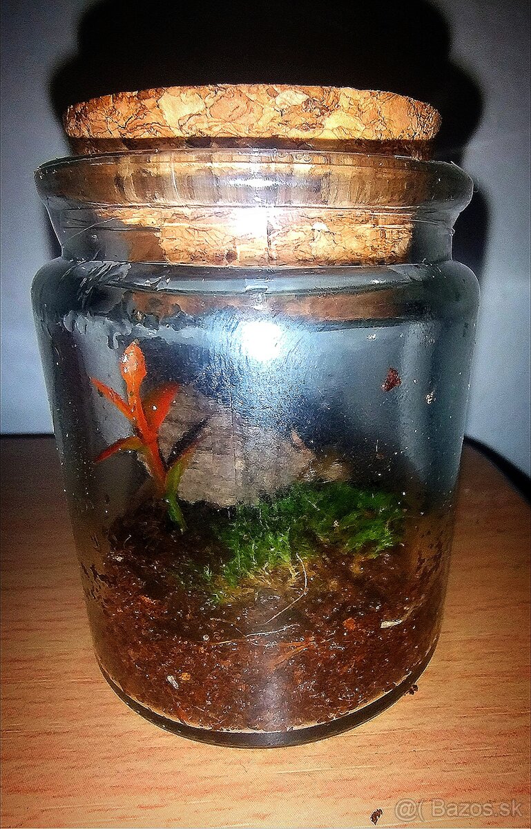 Pavúk, Vtáčkar , Tarantula , Terárium - 9