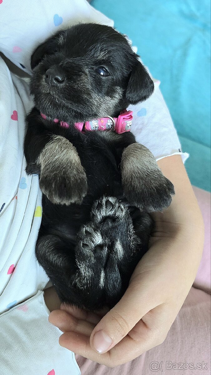 Malý čiernostrieborný bradáč s PP - 9