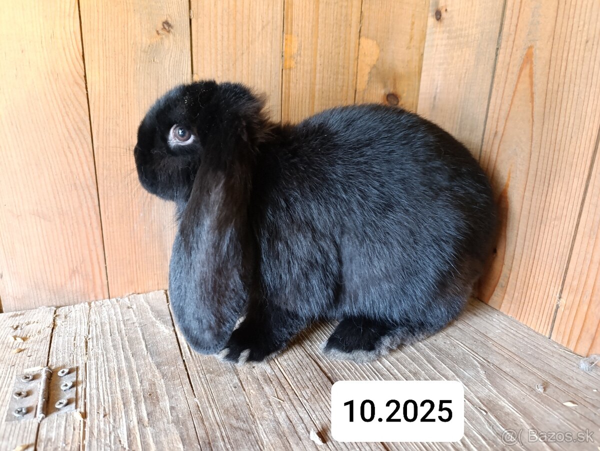 Francúzsky baran - 9