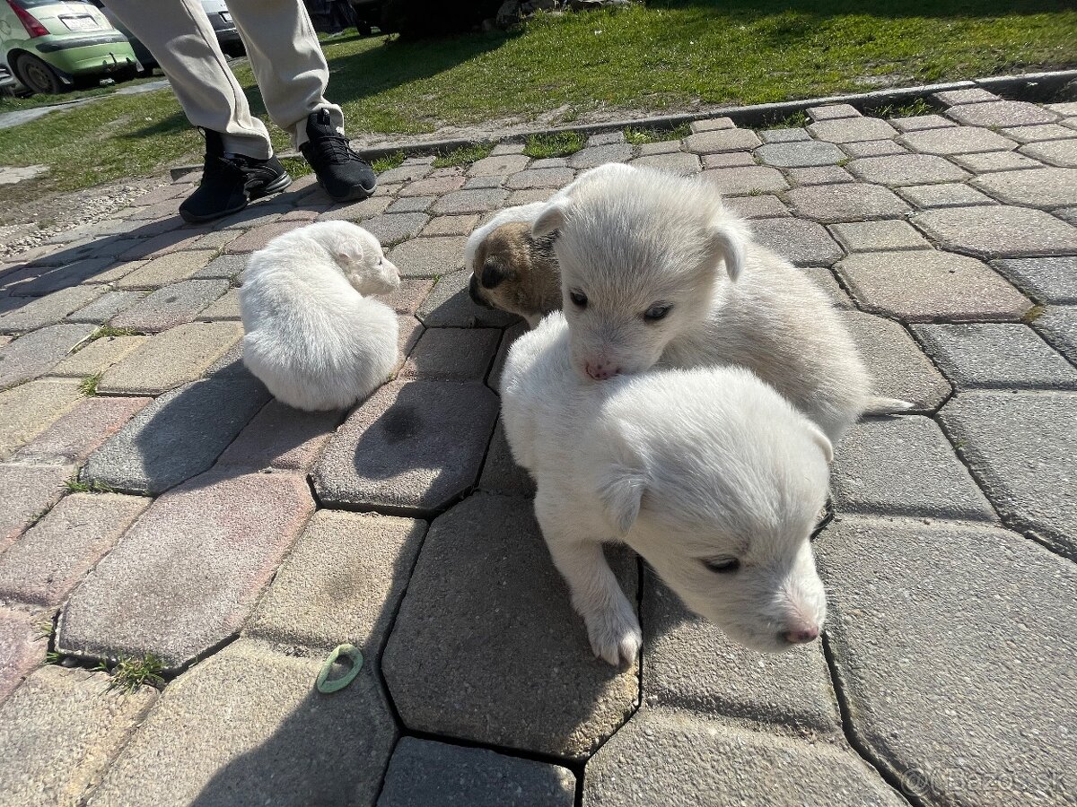 Máme na predaj šteniatka - 9