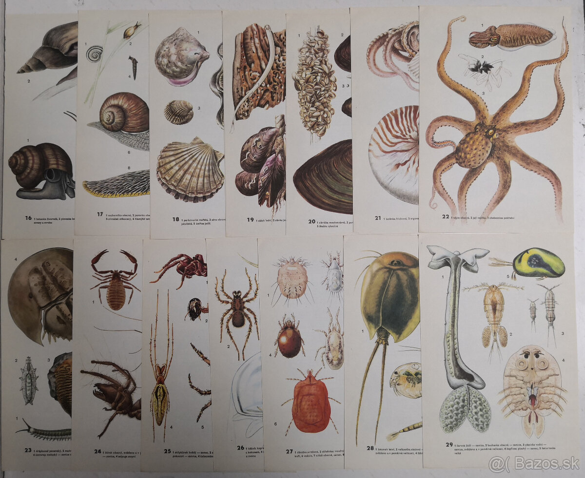 Atlas bezobratlých - 9