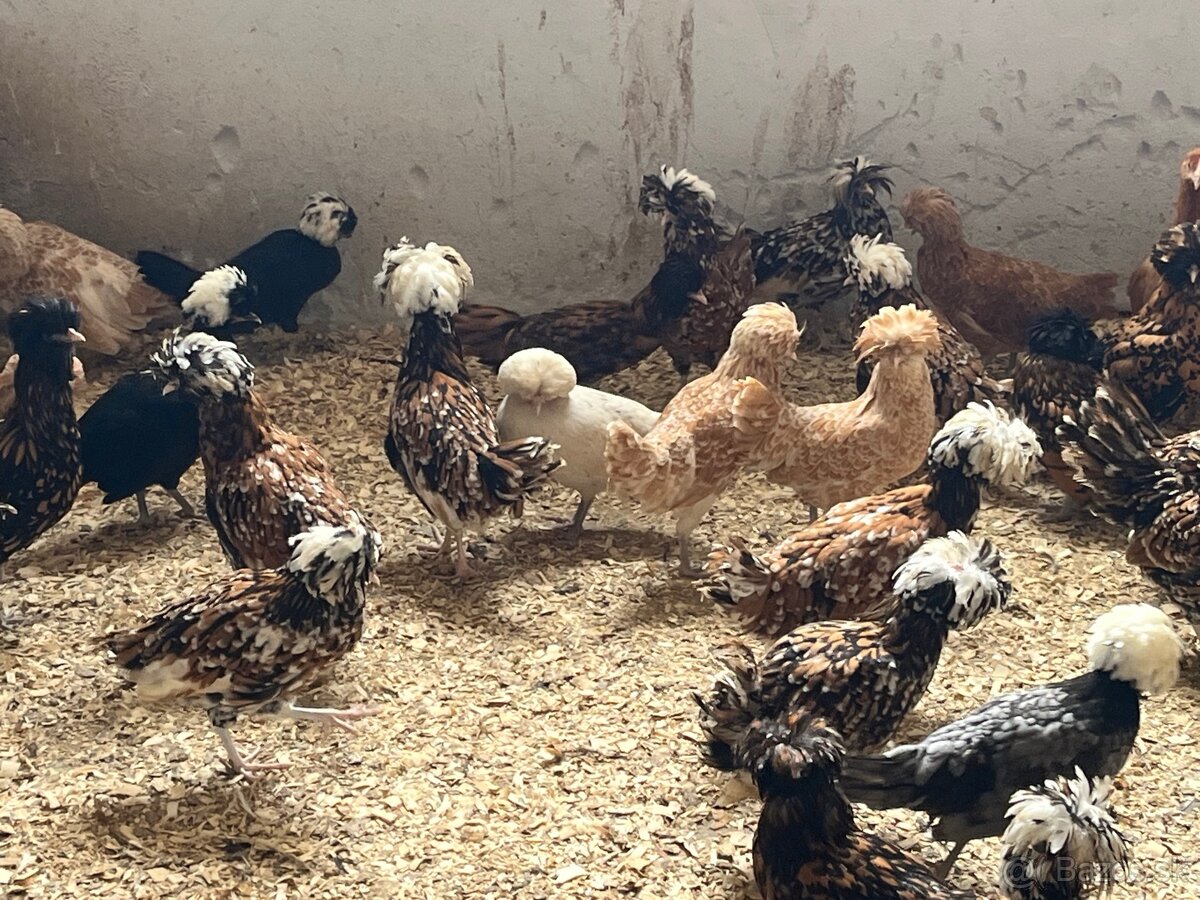 Holandské chocholaté sliepky na predaj - 9