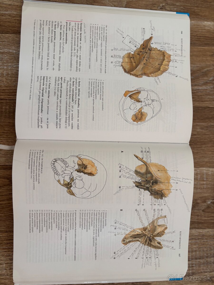 Anatomia Čihák 1,2 - 9