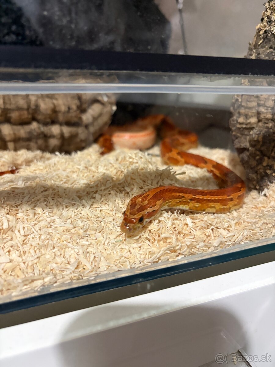 Užovka červena - 1.1 chovny pár 2023 Aj VYMENA - 9