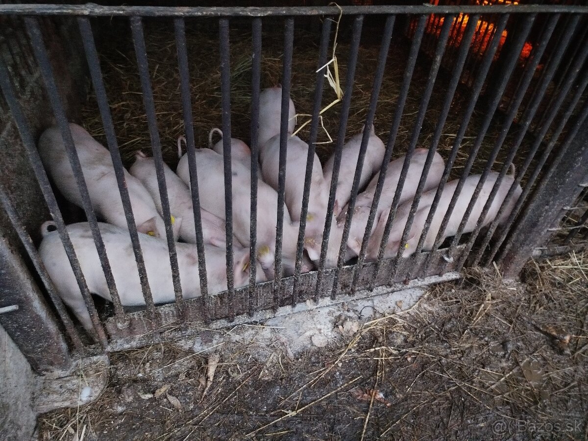 Predám odstavčatá - 9