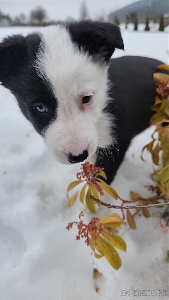 Border kólia šteniatka - 9