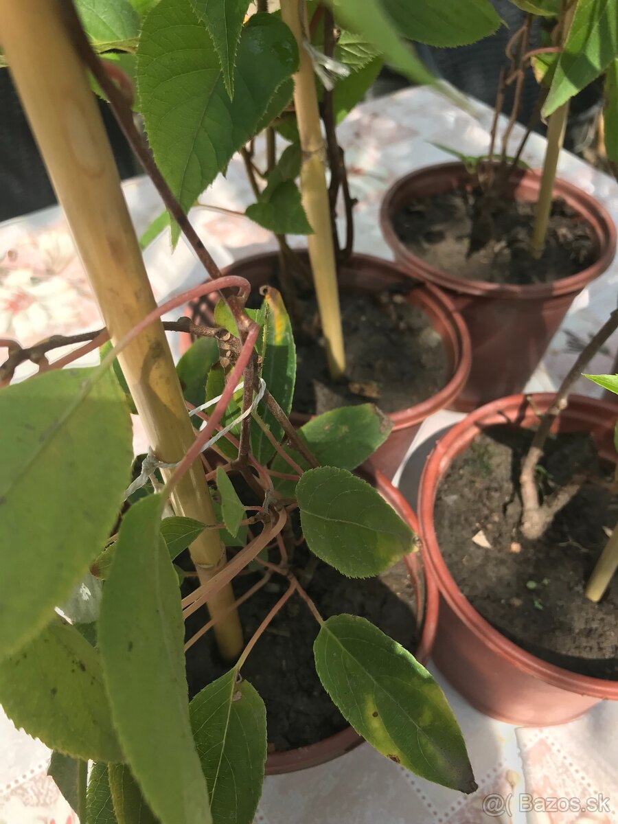 Predám MINI KIWI ISSAI - 9