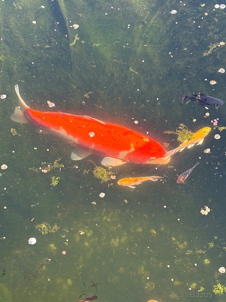 Buterfly koi ,Japonské koi kapre - 9