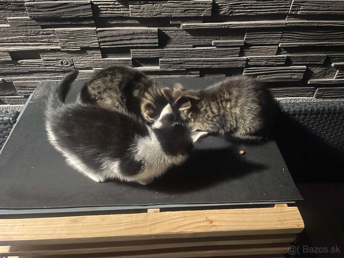 Darujem kocúrika - 9