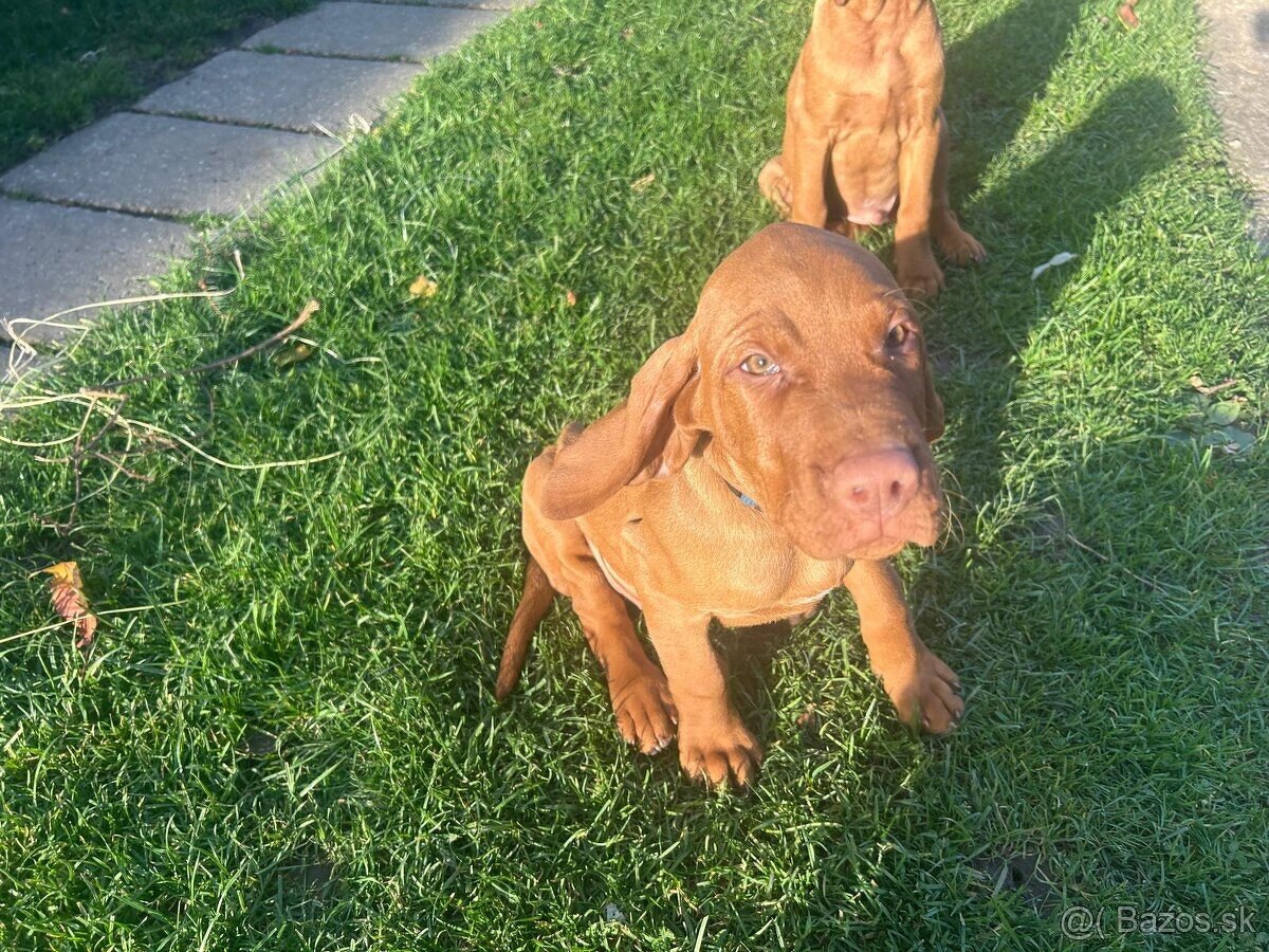 Maďarská vyžla - šteniatka - 9