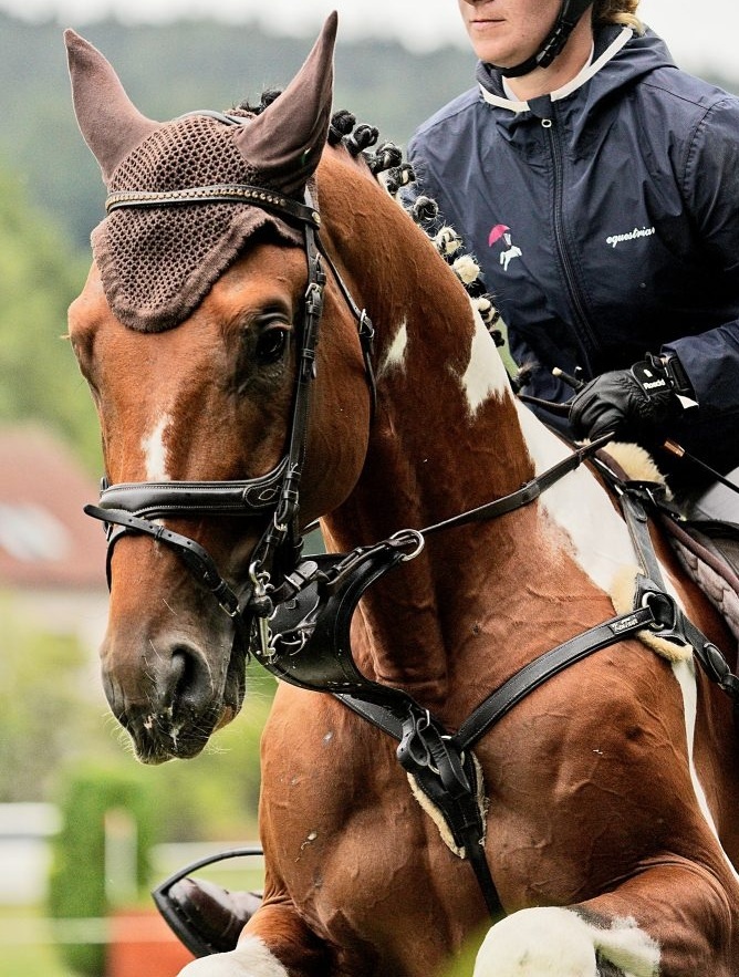 Perspektívna kobyla ST do chovu/športu - 9