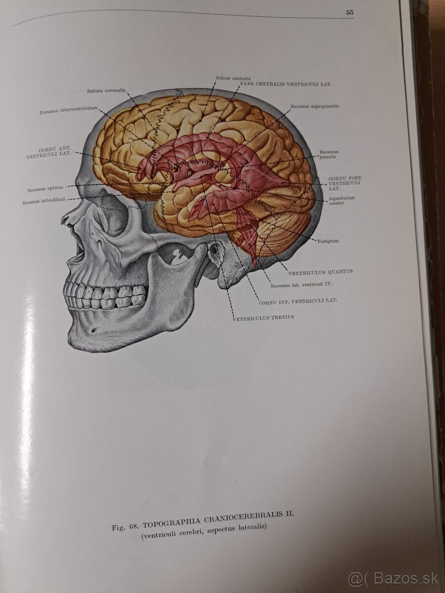 Atlas ĺudskej anatómie 1,2,3. - 9