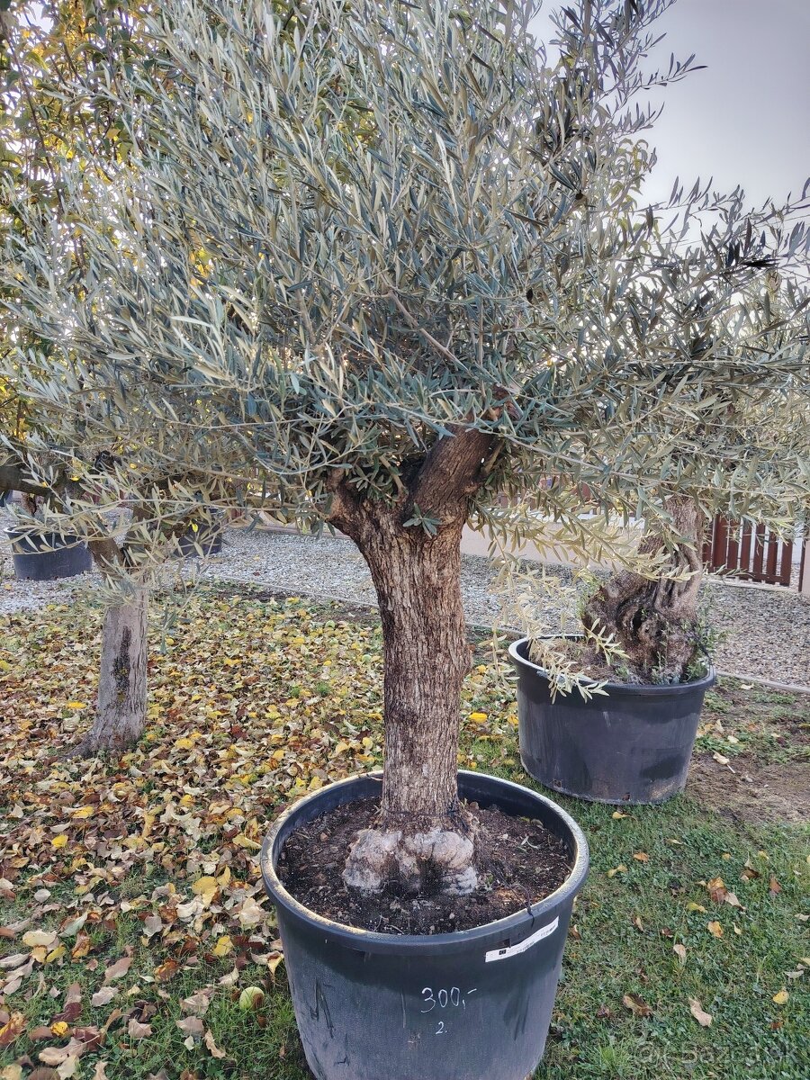 Olivovník europea - 9