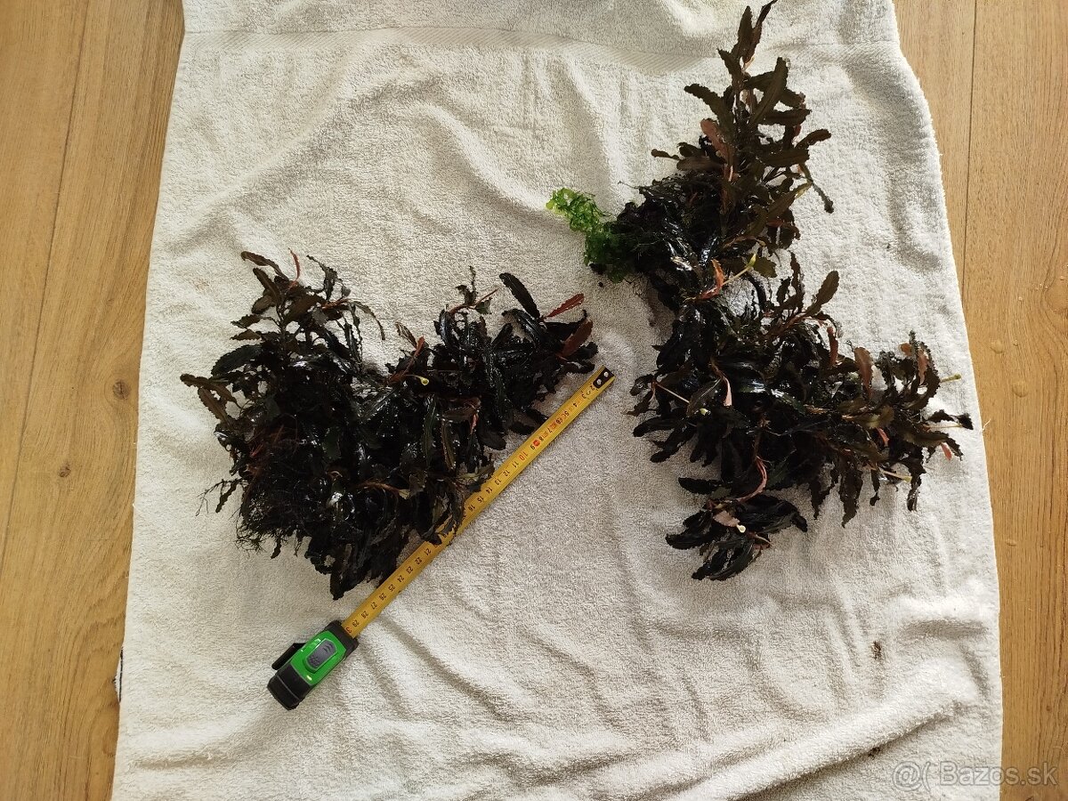 Raritné machy a rastliny - 9