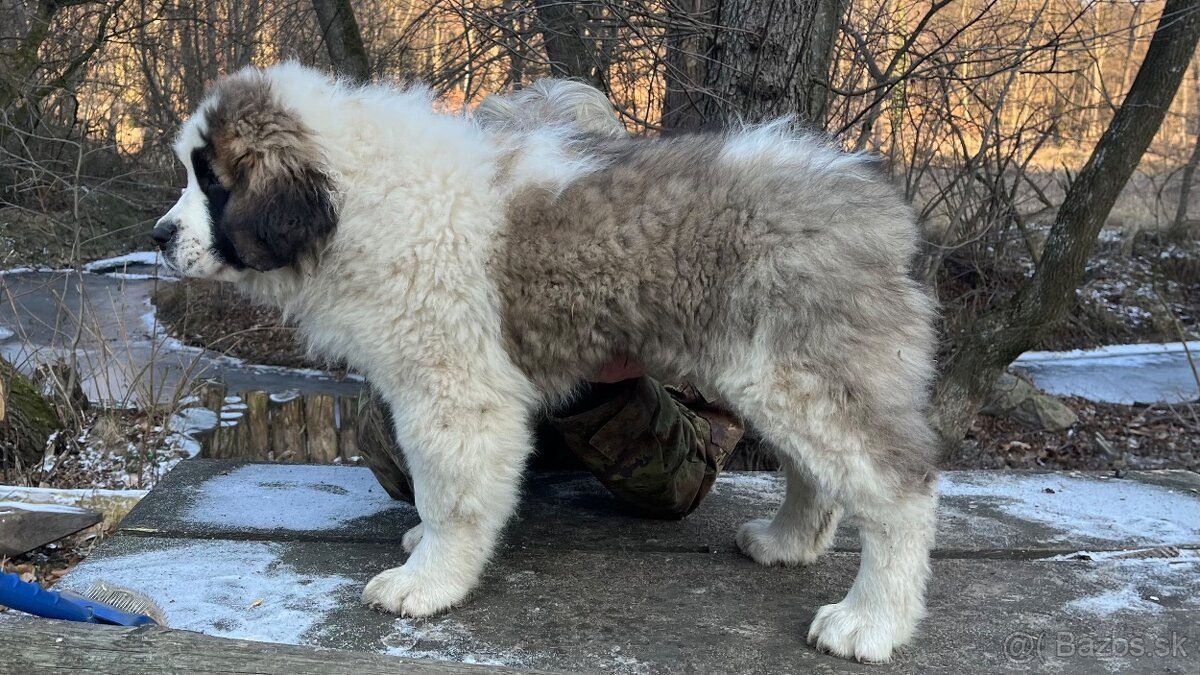 Štenata Moskovsky strážny pes - 9