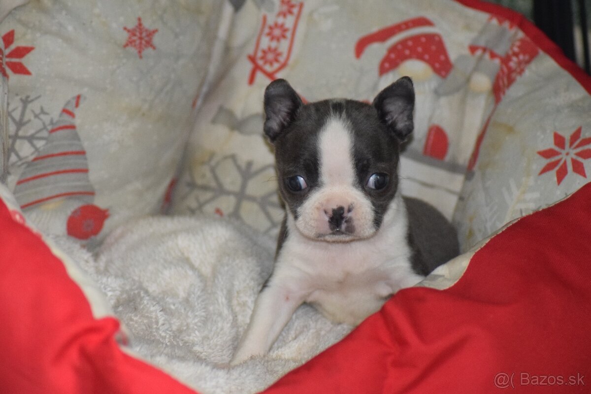 bostonský teriér s PP - modrý pejsek+ modrá holčička - 9