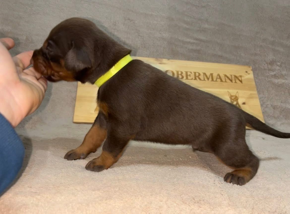 DOBERMAN ŠTENIATKA S FCI PP - 9