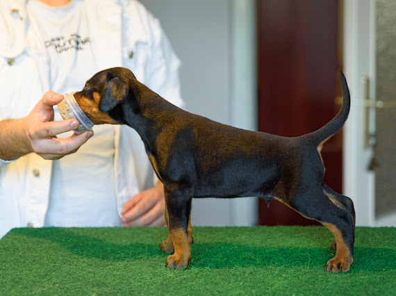 DOBERMAN ŠTENIATKA S FCI PP - 9