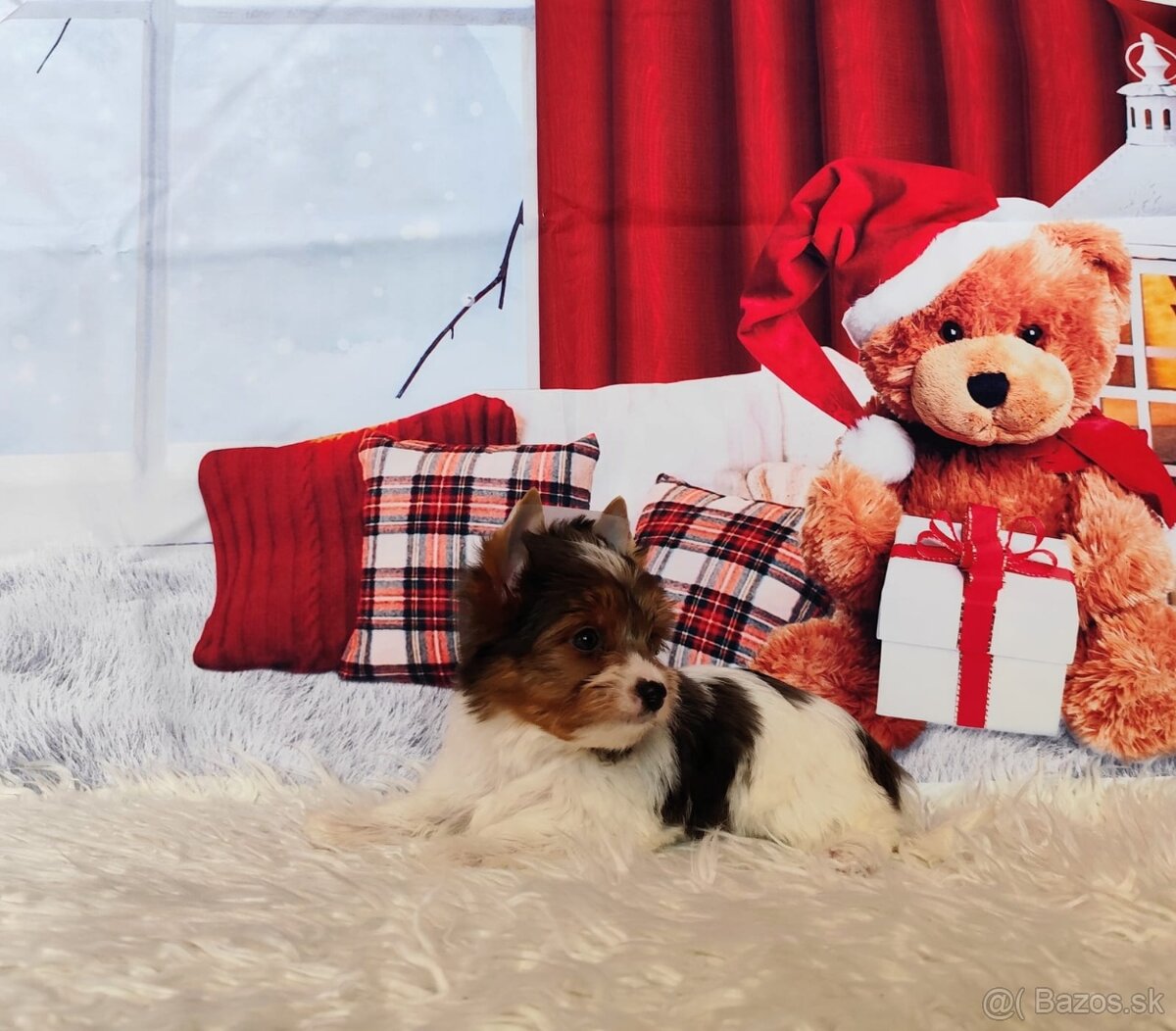 Yorkshire teriér, Biewer, Biro, Yorkshire teriér s PP - 9