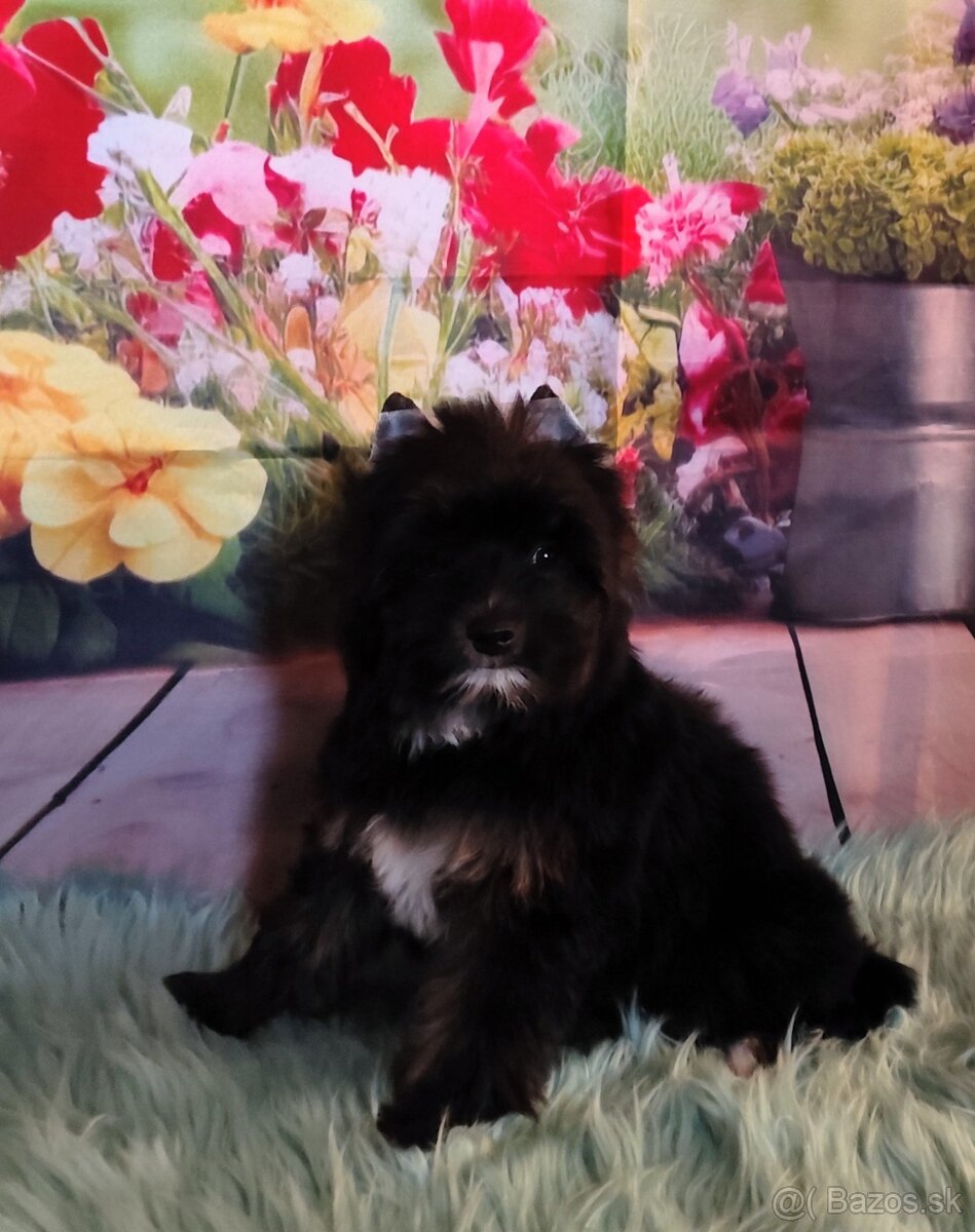 Yorkshire terrier - 9