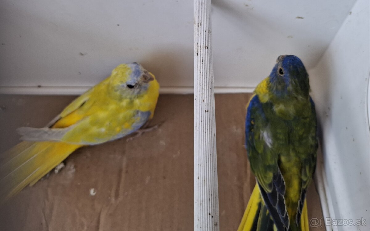 Neoféma tyrkysová žltobruchá - 9