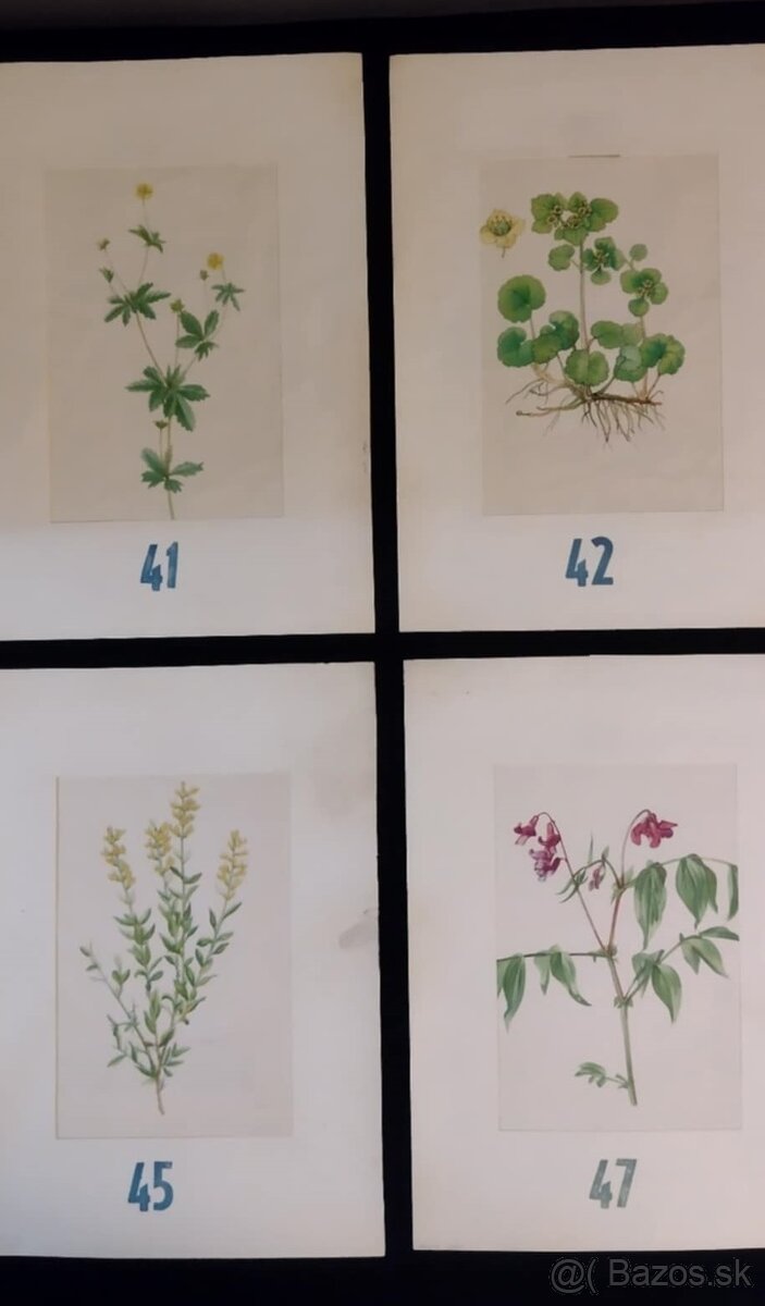 obrázky rastlín - 9