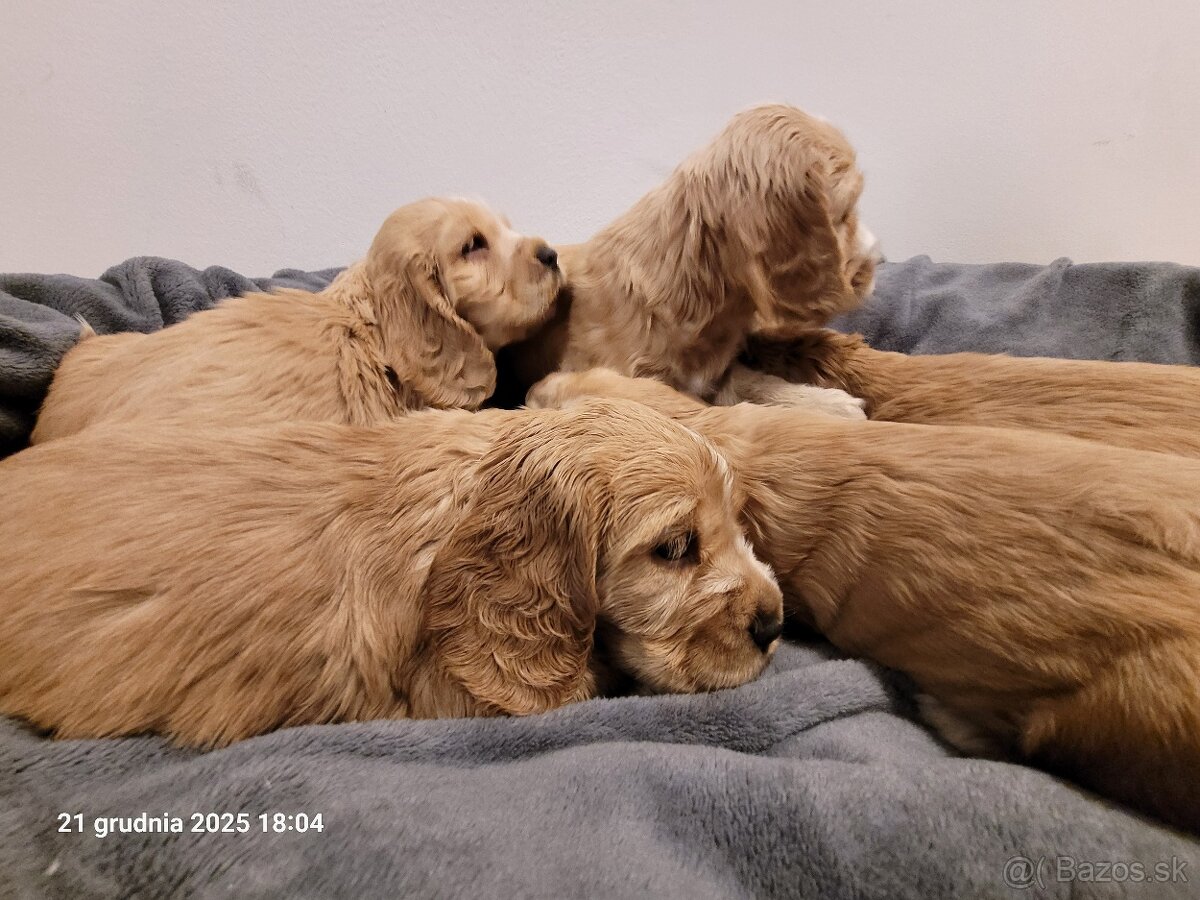 Anglický kokeršpaniel s rodokmeňom PL - 9