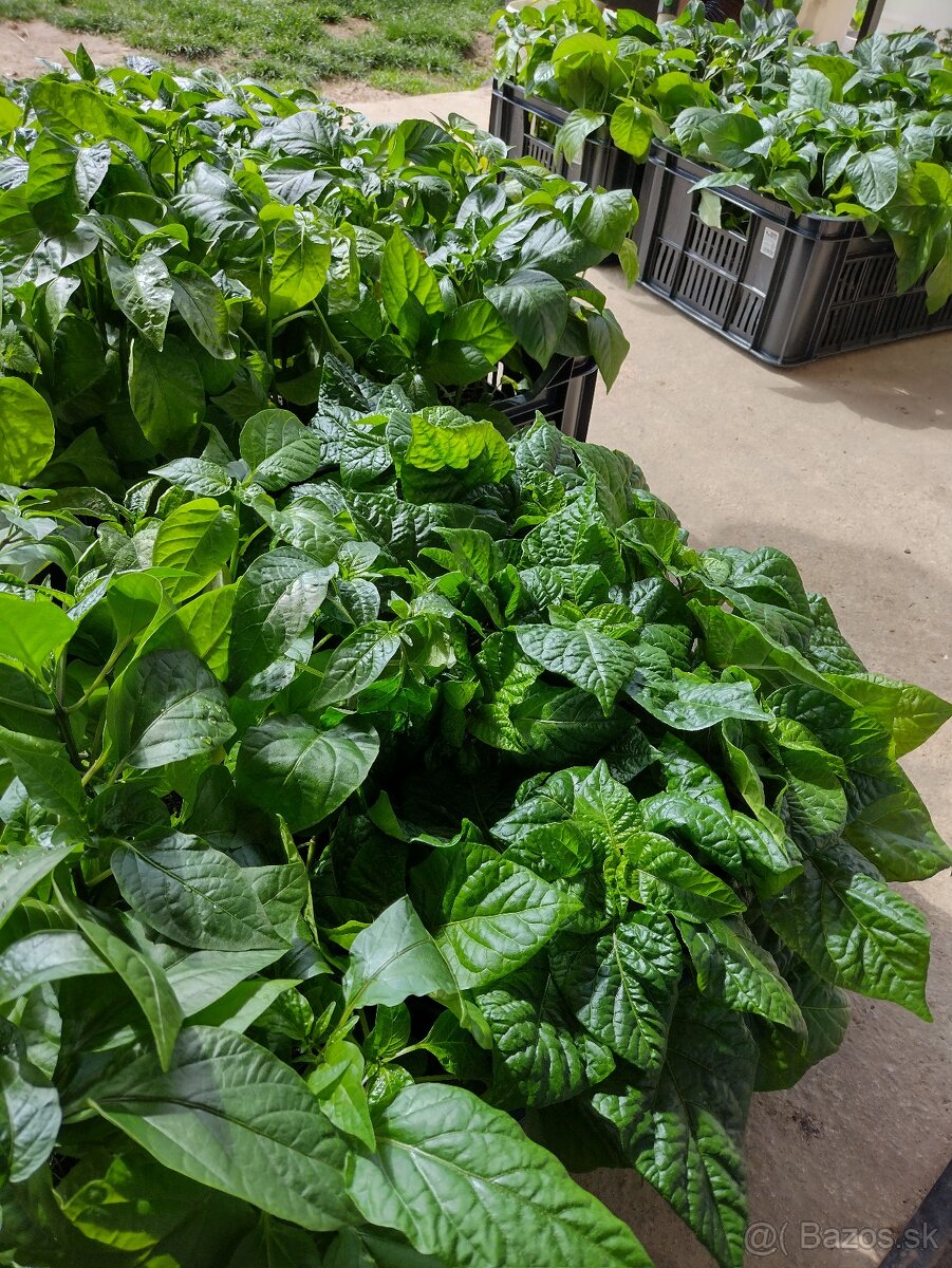 Predám semienka papriky - 9