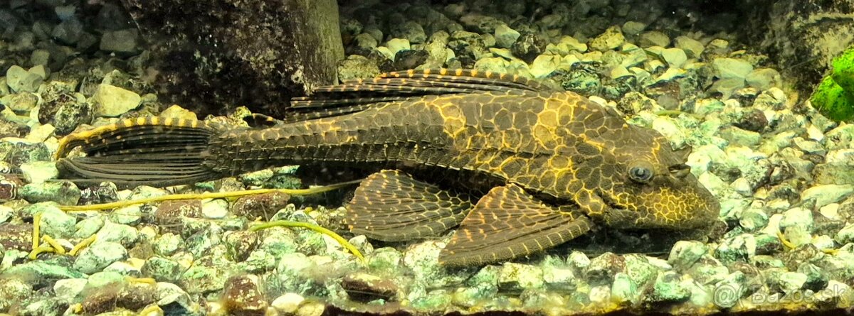 Africké cichlidy - 9