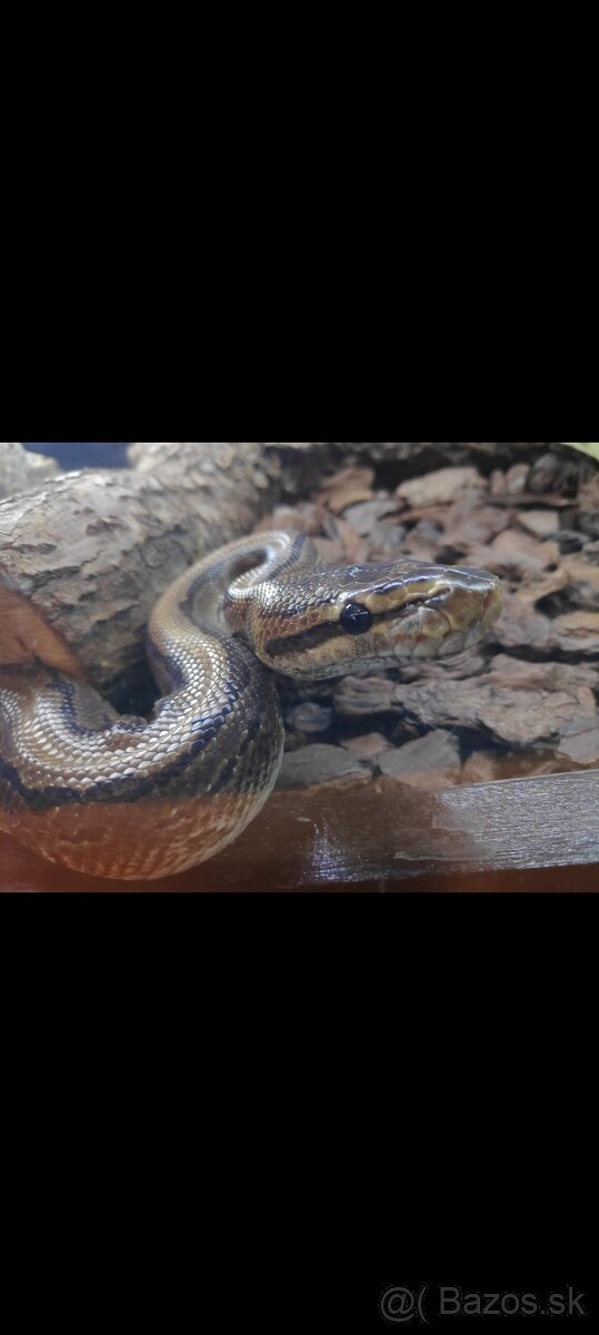 Python regius (Pytón Kráľovský) párik + tera - 9