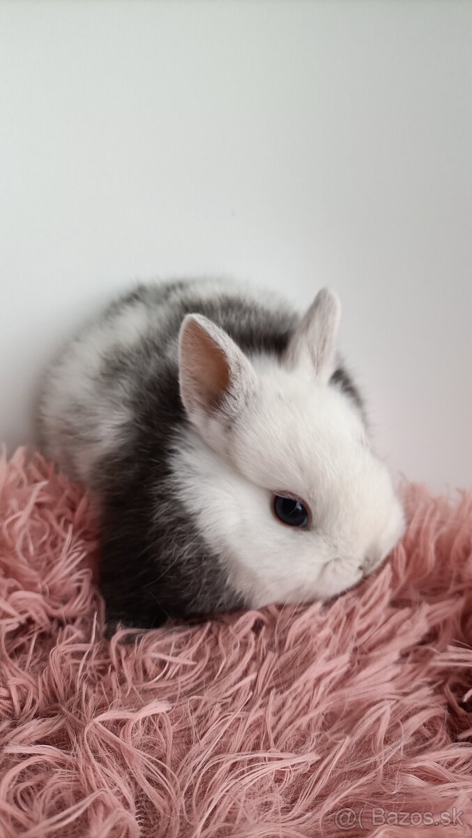 Zdrobnené kraliky - 9