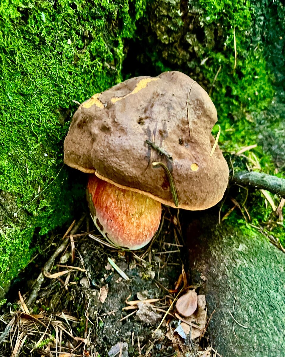 Sušené hríby ( dubáky, modráky, suchohríby ) - 9