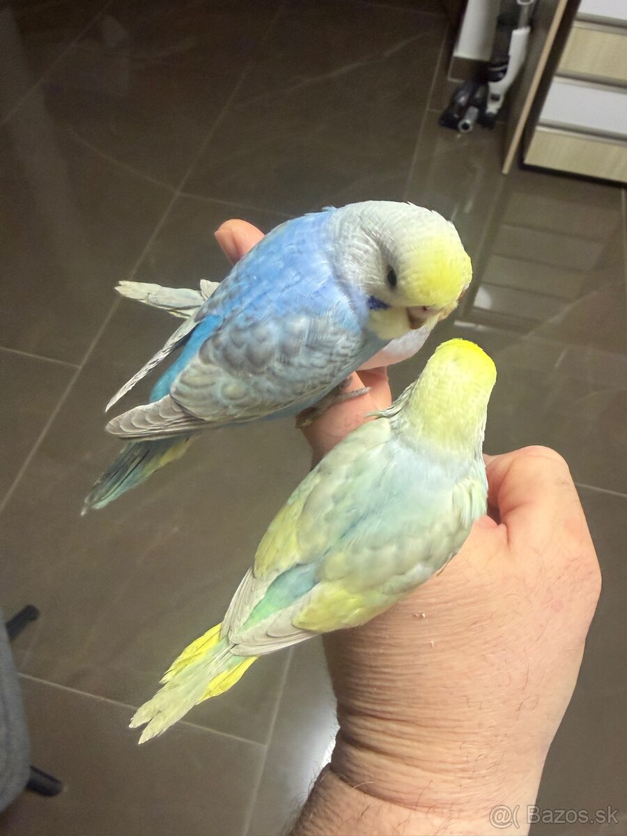 Andulka Maznačik - 9