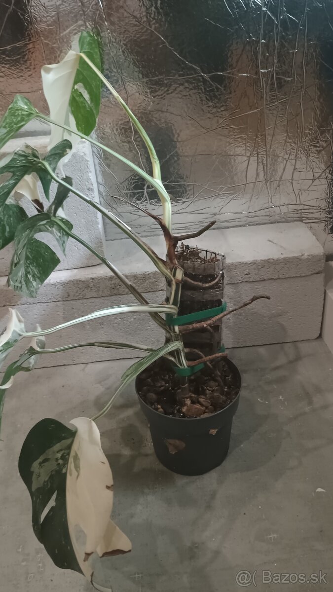 Monstera albo a aurea - 9