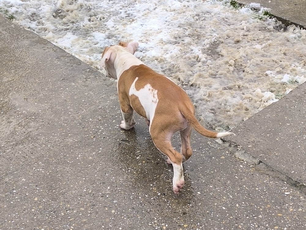 AMERICKÝ STAFORDŠÍRSKY TERIÉR s PP - 9