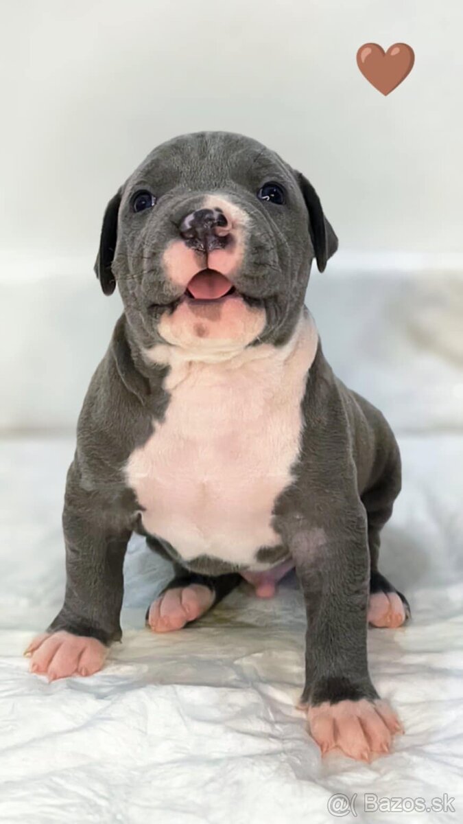 Štěňátka American Bully XL - registrace ABKC (Jihlava CZ) - 9