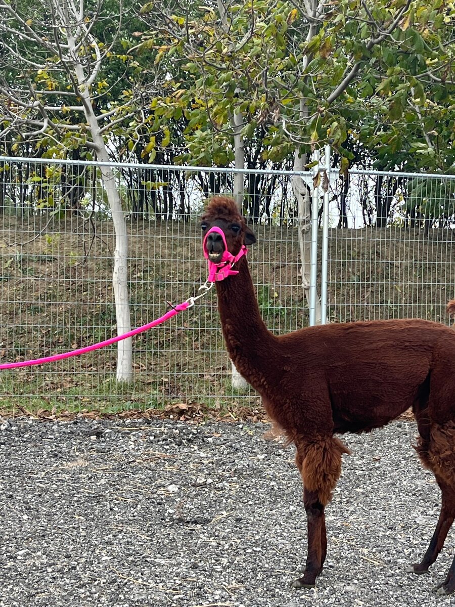 VÝHODNÁ CENA Alpaka samica - 9