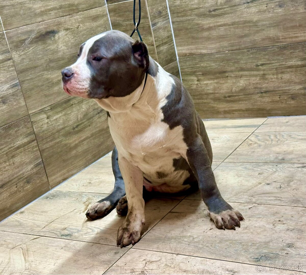 American Bully XL - 9