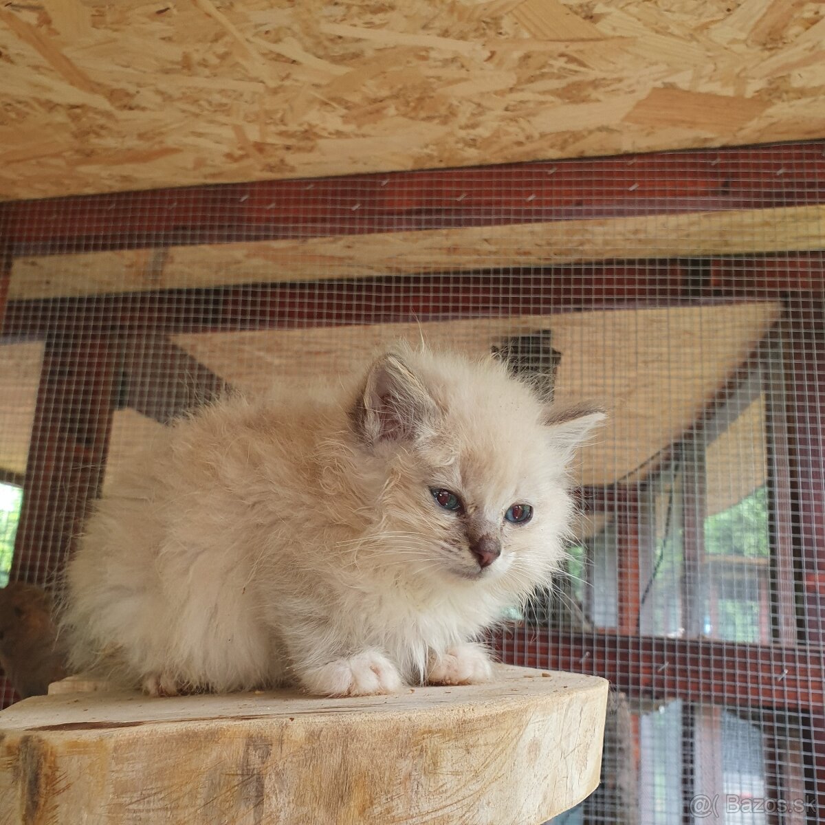 Ponukam maciatka ragdoll - 9