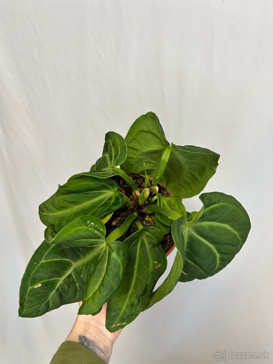 Anthurium Villenaorum - 9