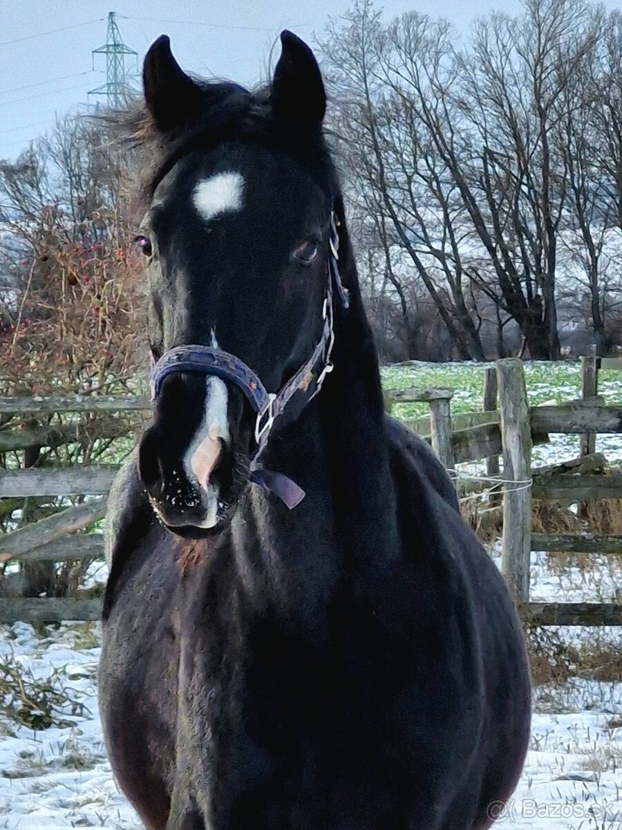appaloosa žrebček - 9