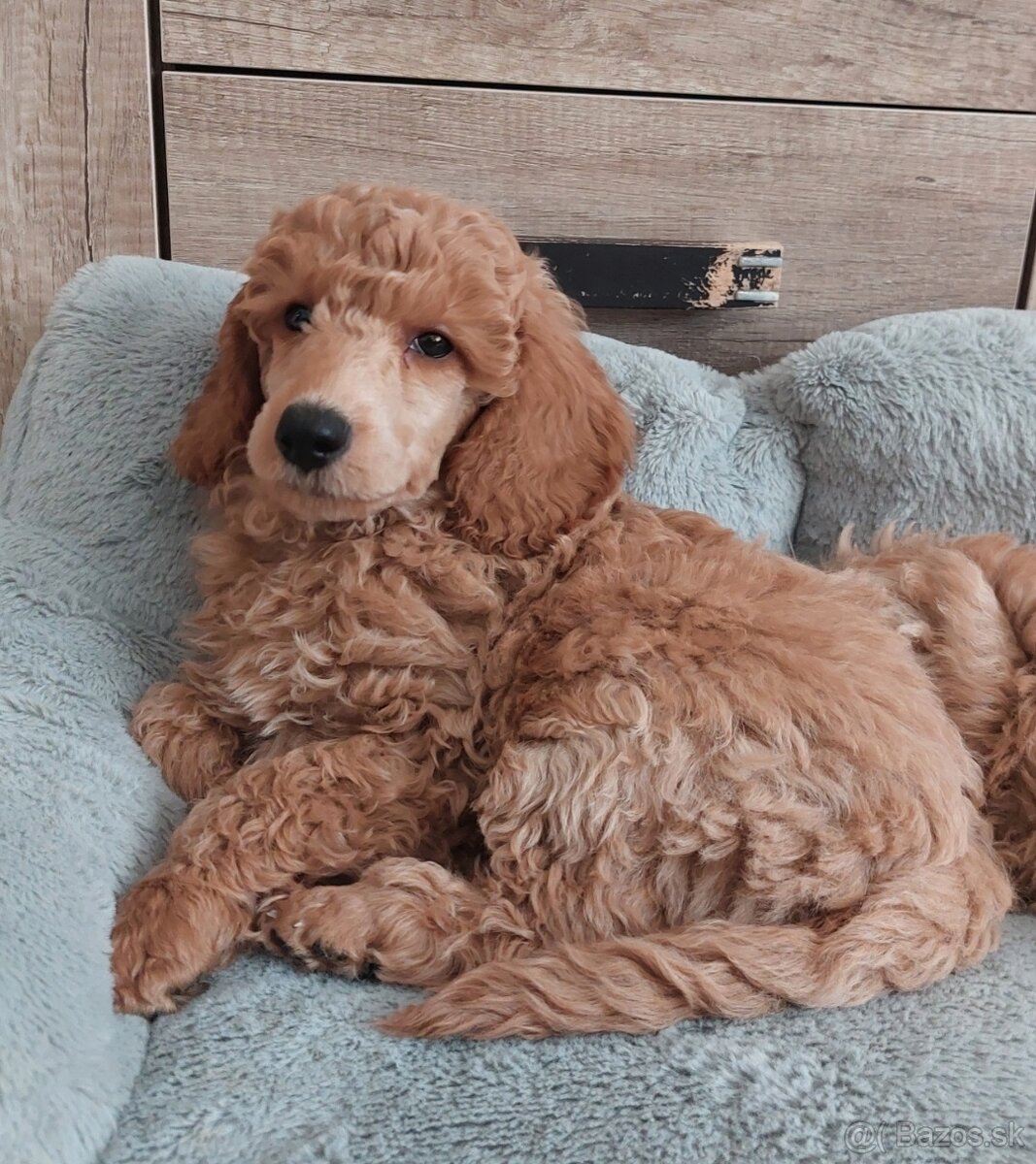 Pudel pudlik toy/trpaslík s PP - 9